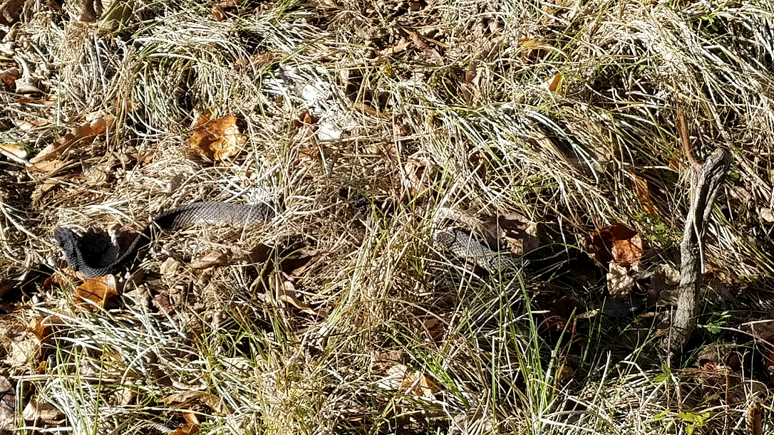 Old Moccasin outside his winter den.gif